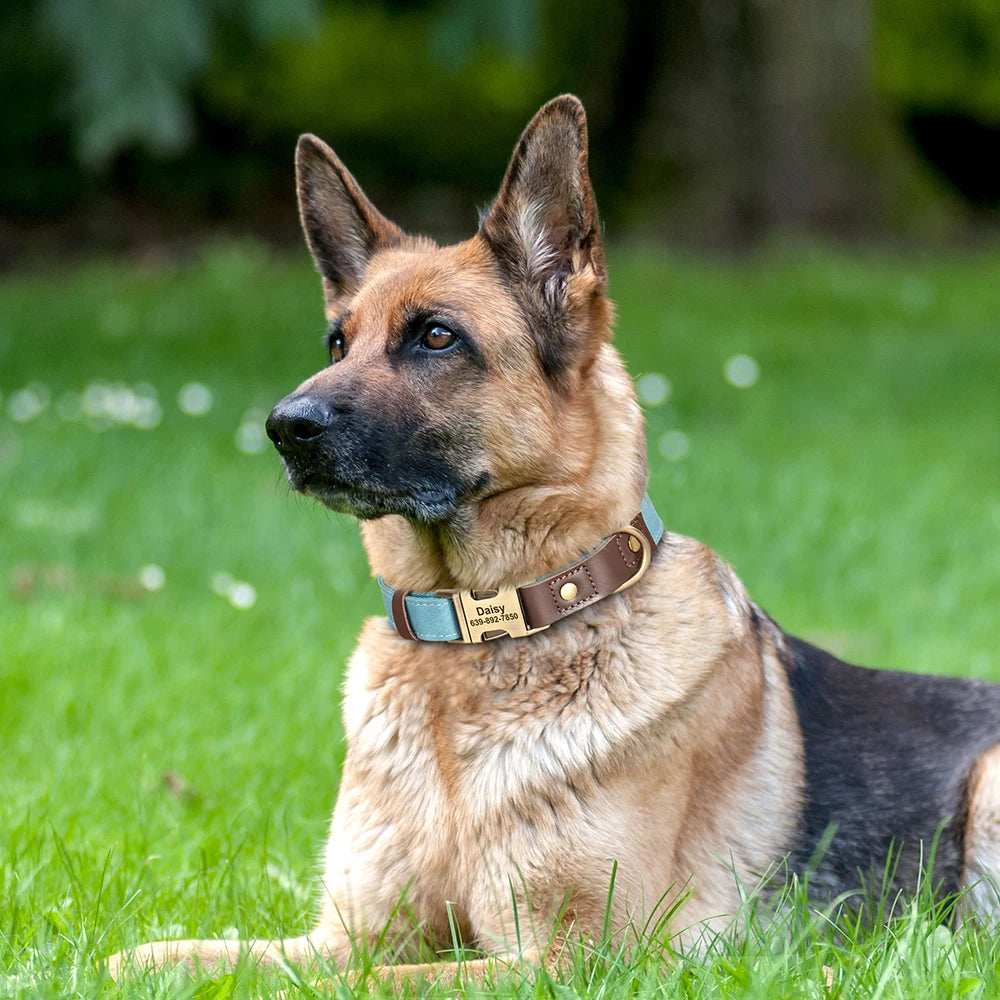 Paw&Dog Custom Leather Collar