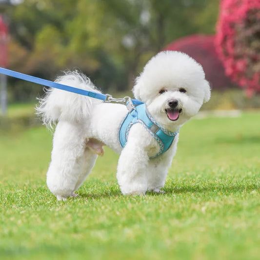 Paw&Dog Harness/Leash Set