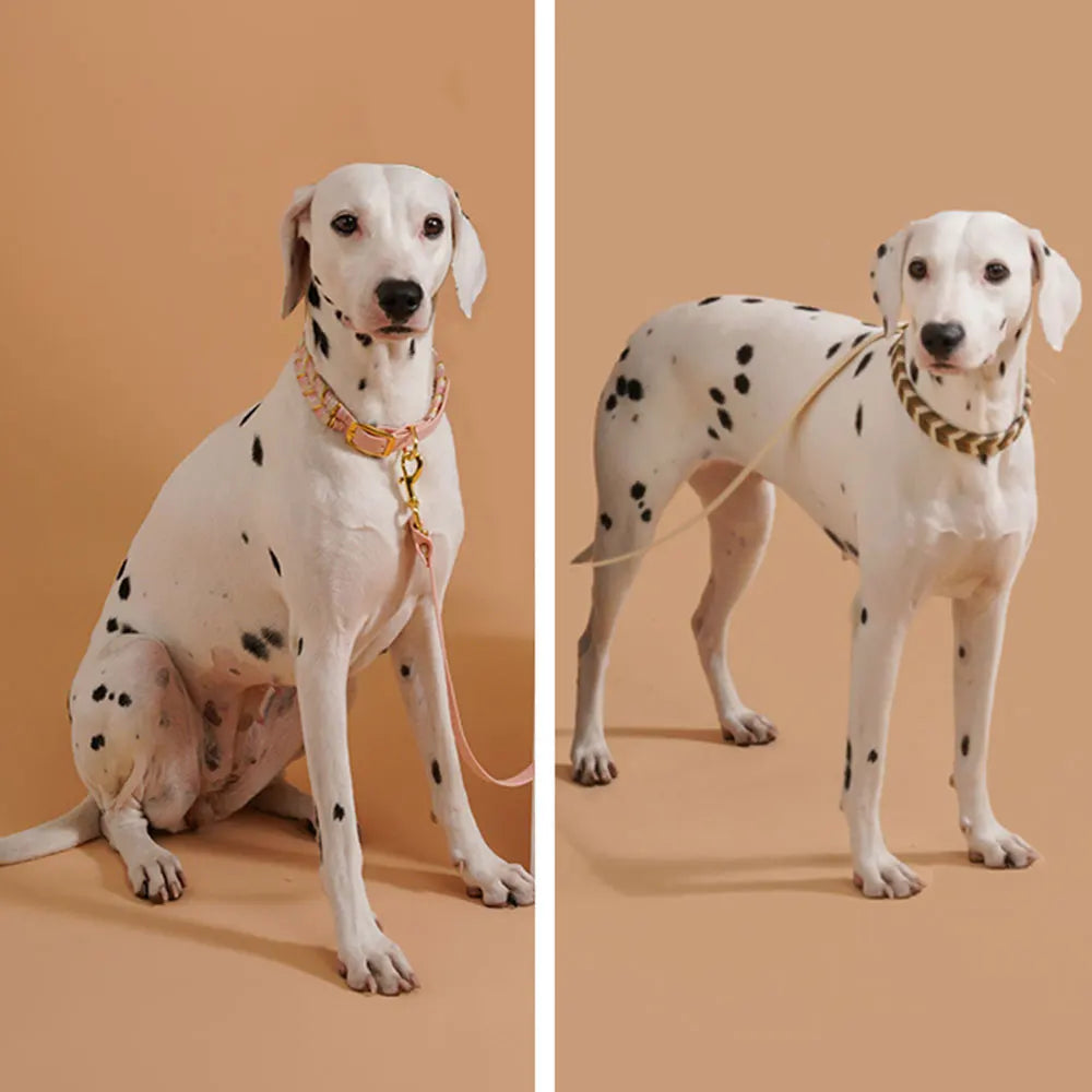 Paw&Dog Colorful Collar